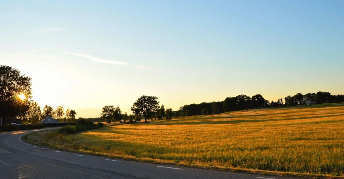 Une route de campagne tranquille au coucher du soleil avec des champs dorés et des arbres en silhouette.