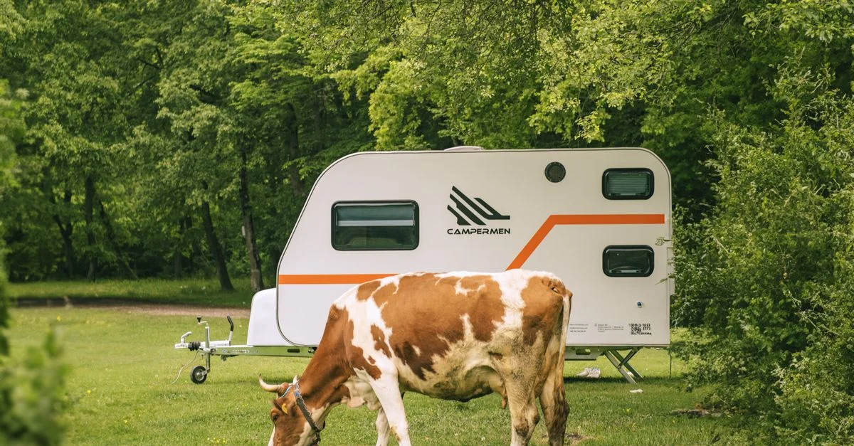 Une vache paît dans une prairie verdoyante près d'un camping-car à Zonguldak, dans la forêt luxuriante de la Turquie.